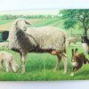 Allemaal dieren in de wei