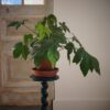 Groene plantentafel draaipoot