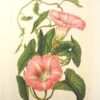 Lijst met bloemenprent